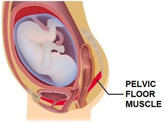 The Pelvic Floor During Pregnancy